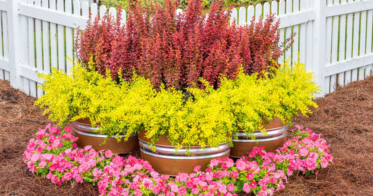 Red and yellow foliage of Orange Rocket Barberry and Sunshine Ligustrum are harmonious in a copper painted planter