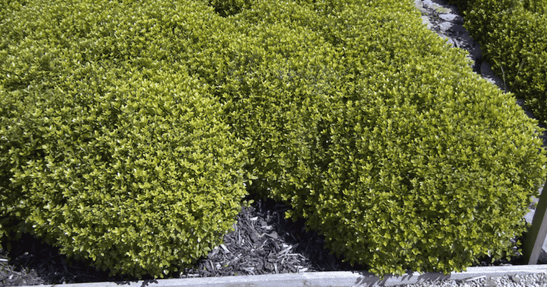Beach Ball™ Pittosporum image