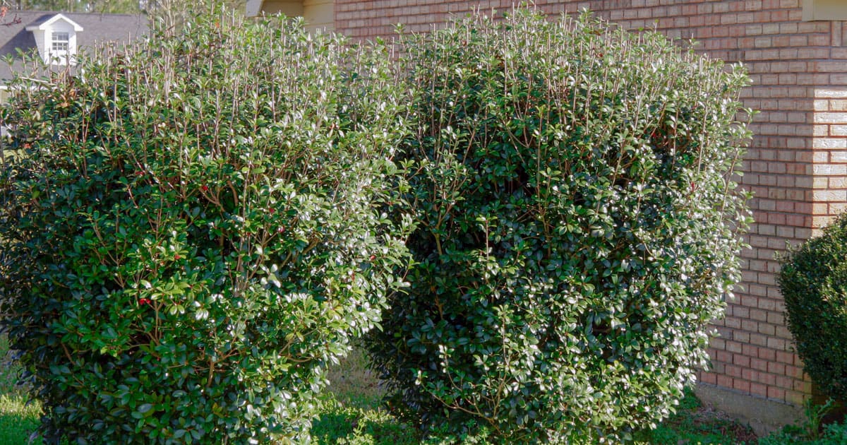 Bigfoot Cleyera Shrubs as a hedge in the landscape