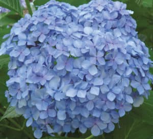Close-up on single Big Daddy Hydrangea bloom's blue petals