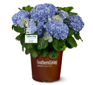 Big Daddy Hydrangea in brown Southern Living Plant pot with white background