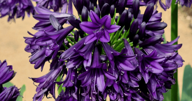 Close-up of a cluster of vibrant purple flowers with long, tubular petals.