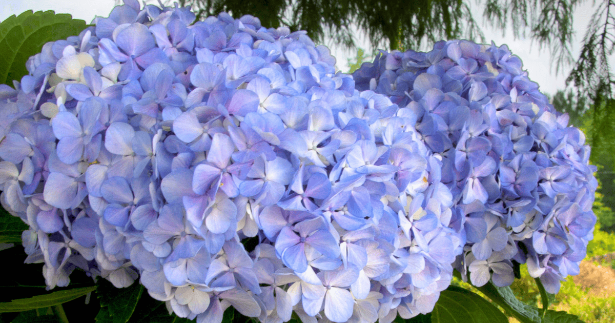 Close-up of large pale blue hydrangea blooms with soft lavender tones and green foliage in the background.