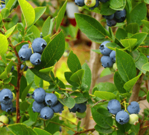 close up of ripe blueberries ready to harvest