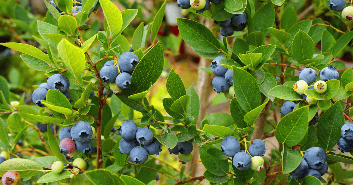 close up of ripe blueberries ready to harvest