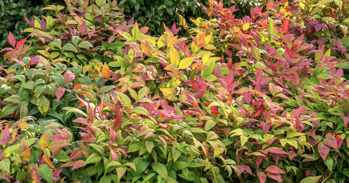 Blush Pink™ Nandina with pink and green foliage planted in a mixed landscape bed with variegated groundcover.
