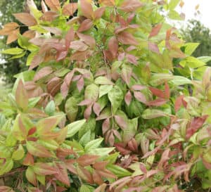 Blush Pink Nandina, light green leaves with tips the color of blush pink