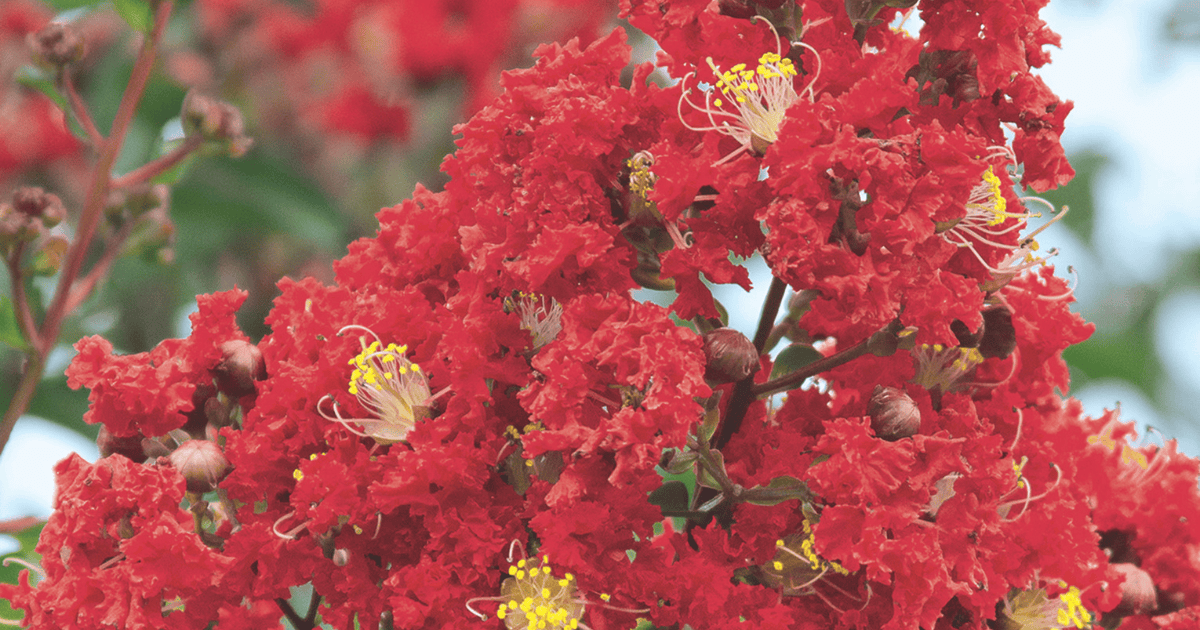 Close-up of bold red Miss Frances Crapemyrtle blooms with yellow stamens and unopened flower buds.