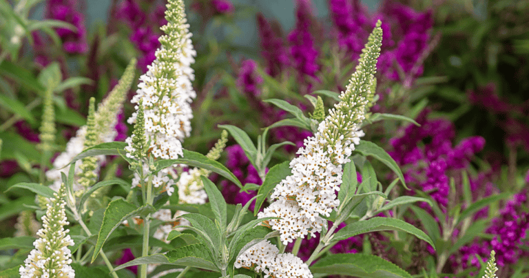 Butterfly Towers™ White Buddleia image