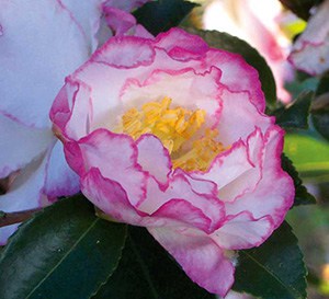 Inspiration October Magic Camellia in white with pink edged petals