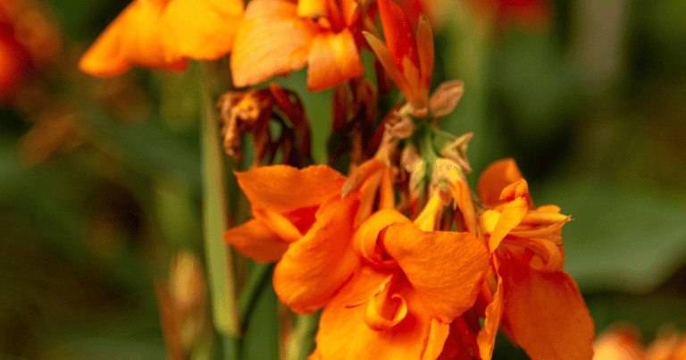 Canna Cannova® Orange Shades Lily image