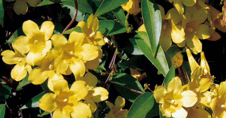 Jessamine - Southern Living Plants