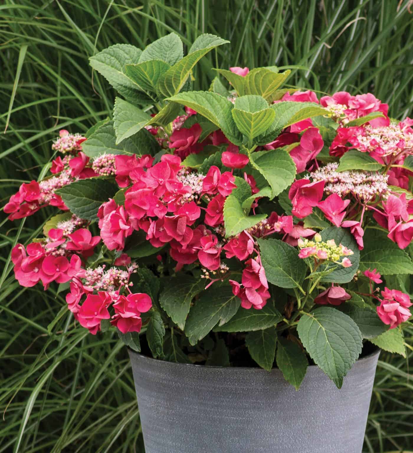 Cherry Explosion™ Hydrangea - Southern Living Plants