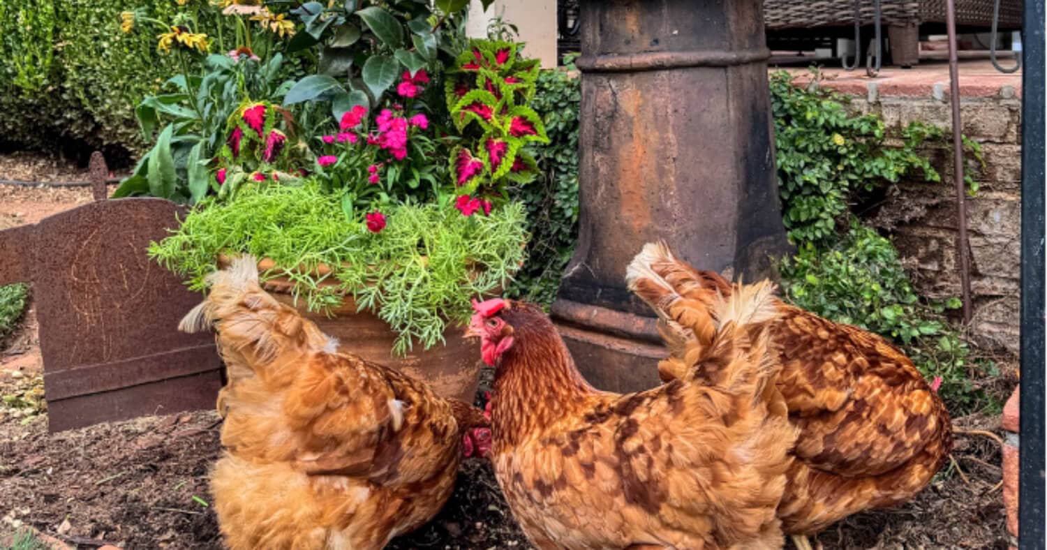 Three brown chickens beside a colorful container garden with pink dianthus, chartreuse foliage, and flowering plants.