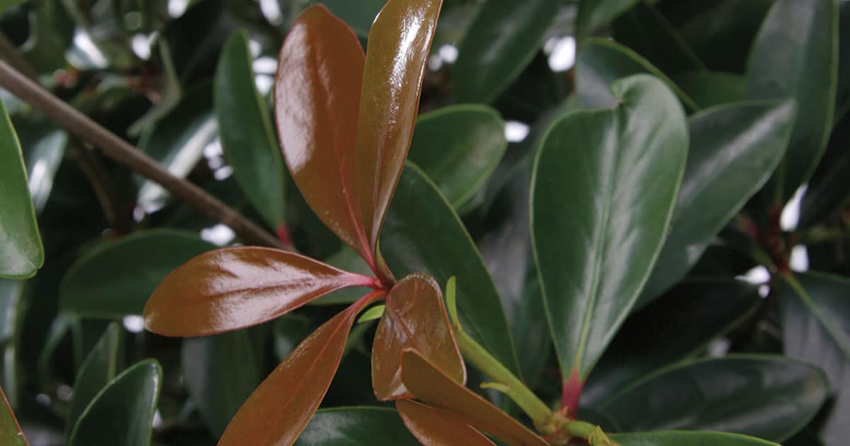 Bronze colored new color foliage of LeAnn Cleyera
