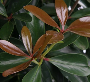 Leann Cleyera, copper new growth against evergreen leaves