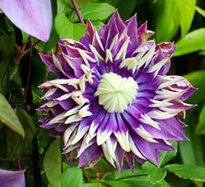 Clematis Taiga, purple petals with creamy white tips and center with bright green leaves