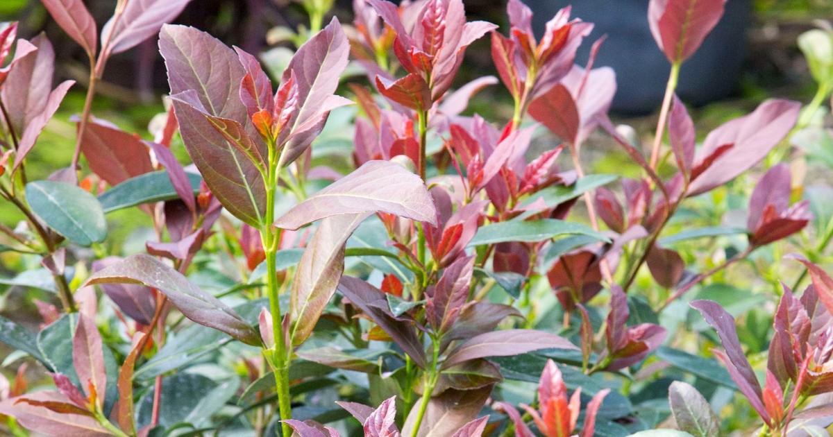 Close-up of Coppertop Viburnum with coppery red new growth and glossy green foliage.