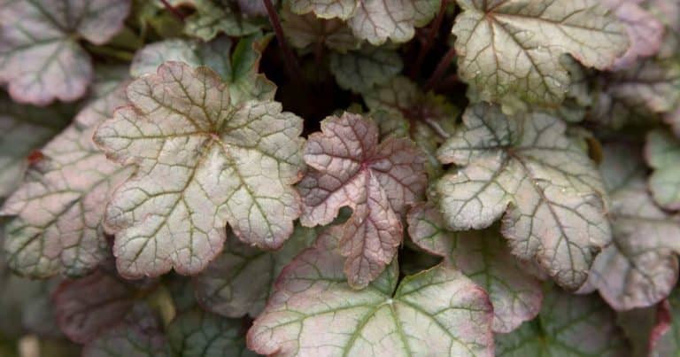 Cracked Ice Heucherella, icy green leaves with darker green veins