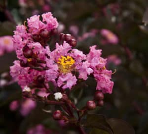 Delta Jazz Crapemyrtle with pink petals and yellow center