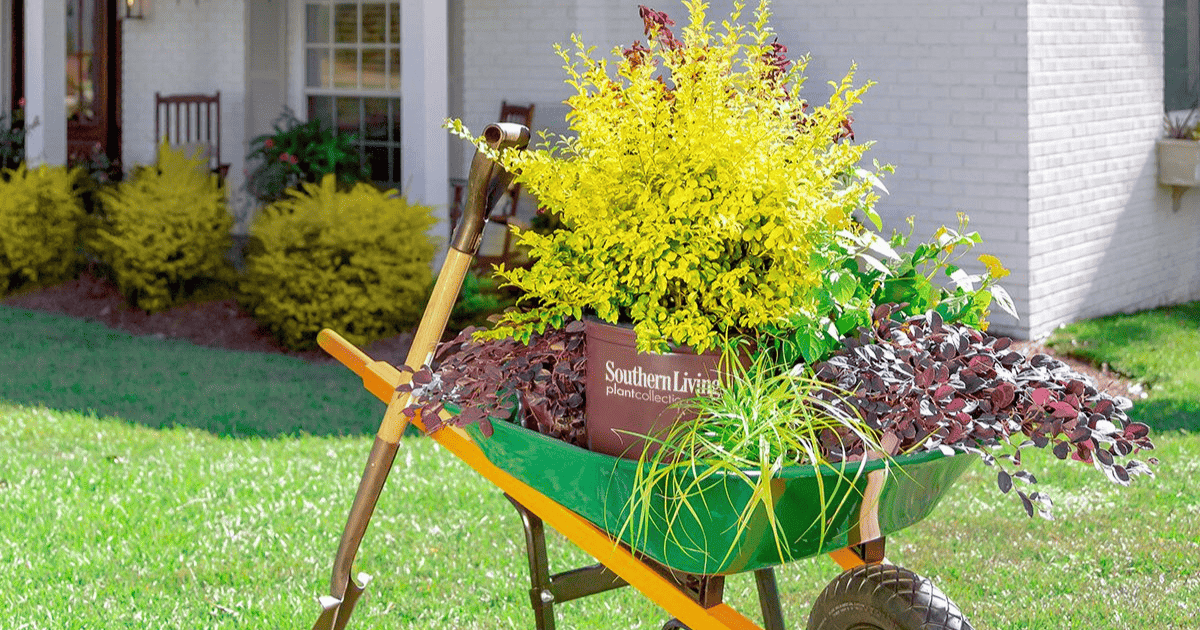 Wheelbarrow with yellow bush in a Southern Living pot.