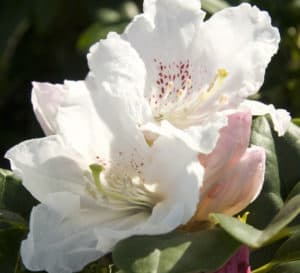 Medium pink buds and several bright white open flowers sit atop bright green foliage