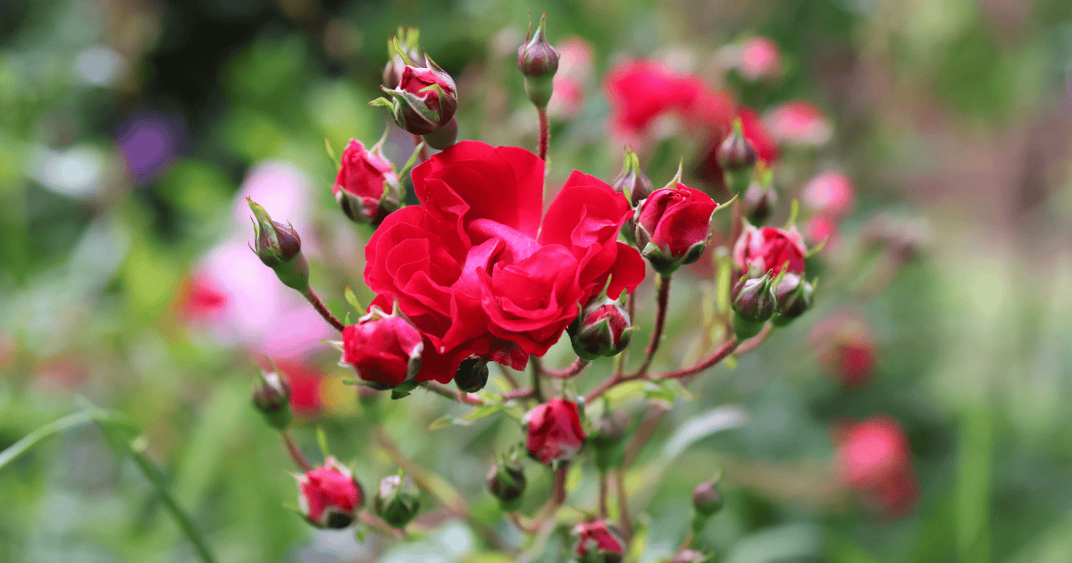 Close-up of a vibrant red rose bloom surrounded by several unopened buds and green foliage.