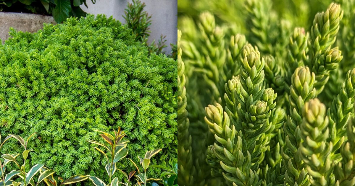 Dragon Prince Cryptomeria with compact, rounded form and dense light-green evergreen foliage.