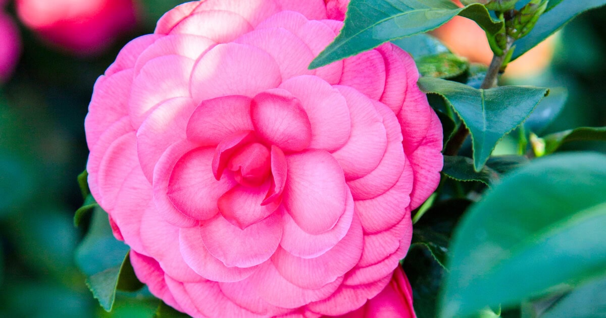 Close-up of an Early Wonder® Camellia flower with layers of pink petals surrounded by dark green leaves.