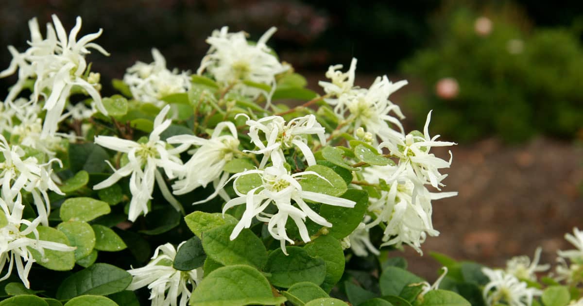 Covers with pure white blooms in spring, and sporadically through summer and fall; dense, glossy-green foliage with lime green new growth