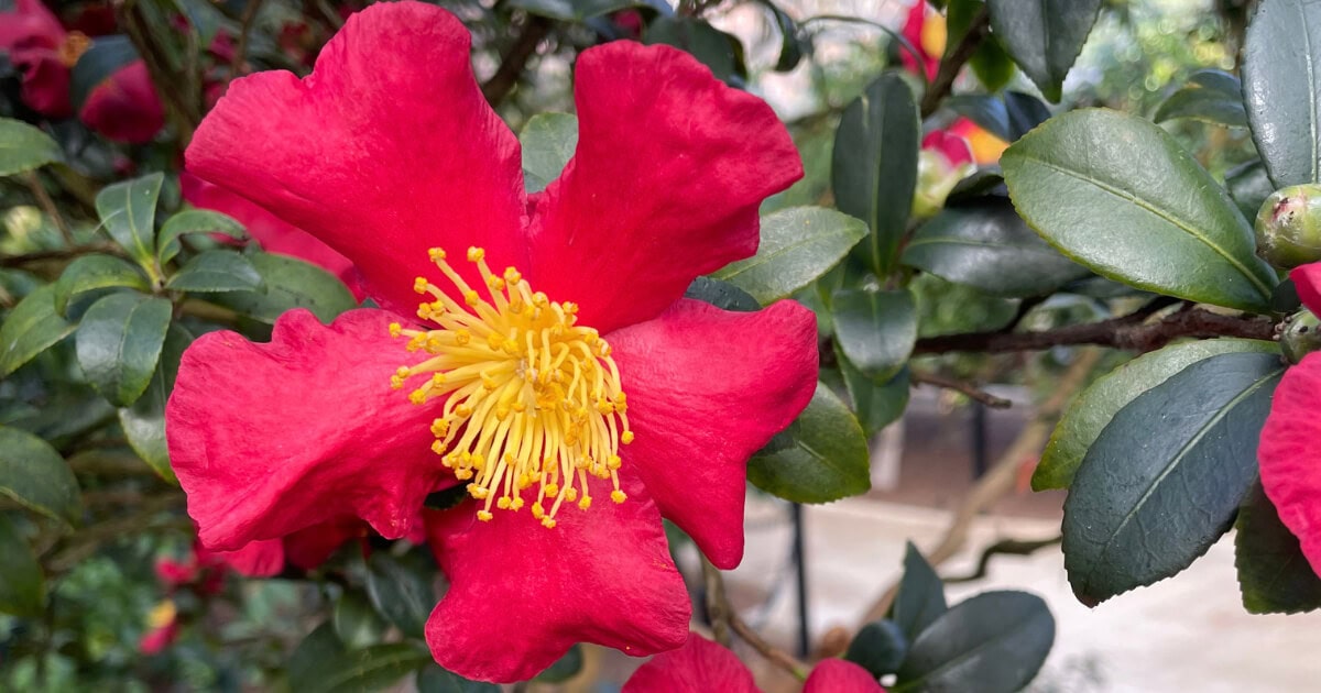 Two bright red camellia flowers with yellow centers bloom among glossy dark green leaves.