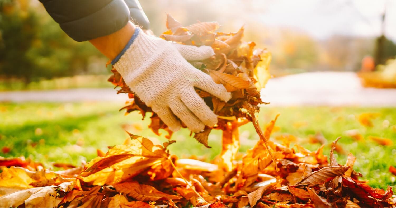 Gloved hands removing fallen leaves during fall garden cleanup.