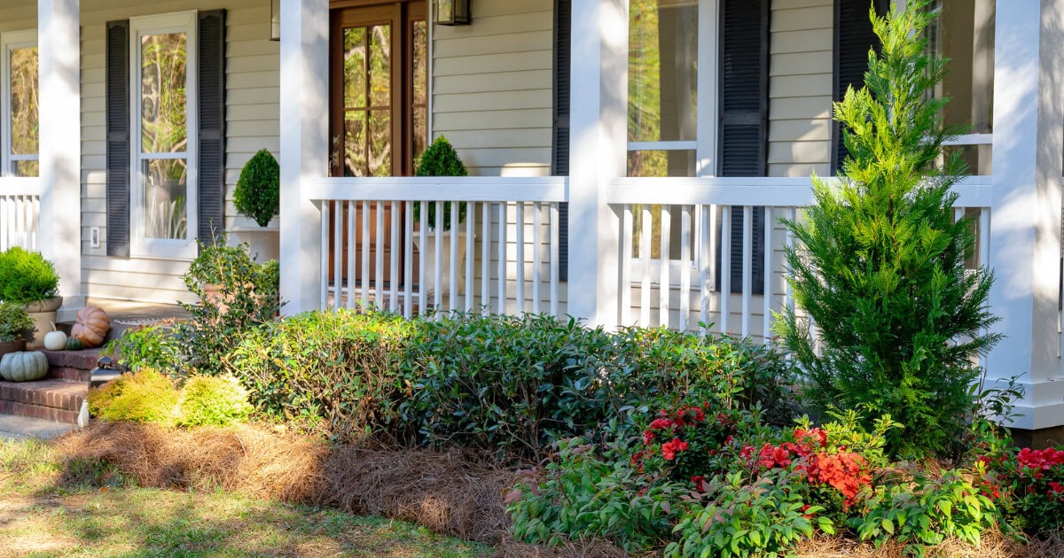 Fall front-yard landscape with red blooms, evergreen shrubs, pine straw mulch, and pumpkins surrounding a Southern-style porch.