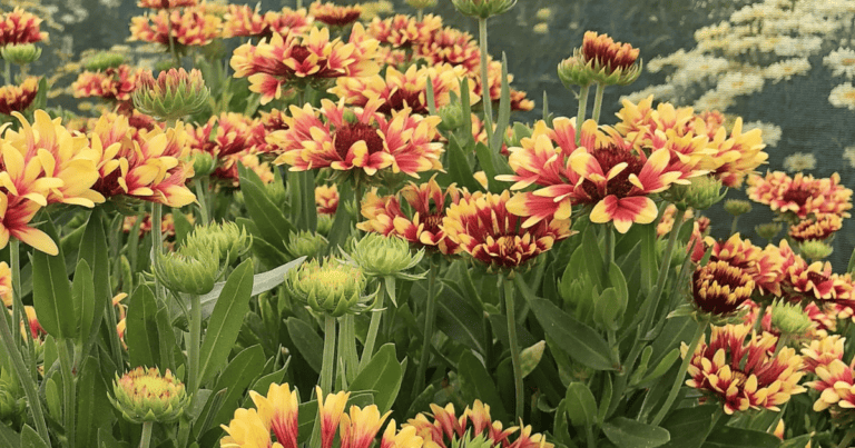 REALFLOR® 'Fanfare Showtime' Gaillardia image