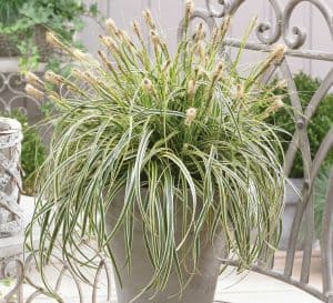 carex feather falls