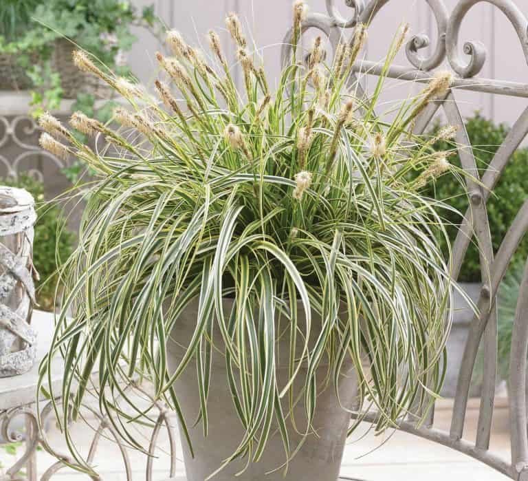 carex feather falls