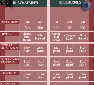 fertilizing blueberries and blackberries