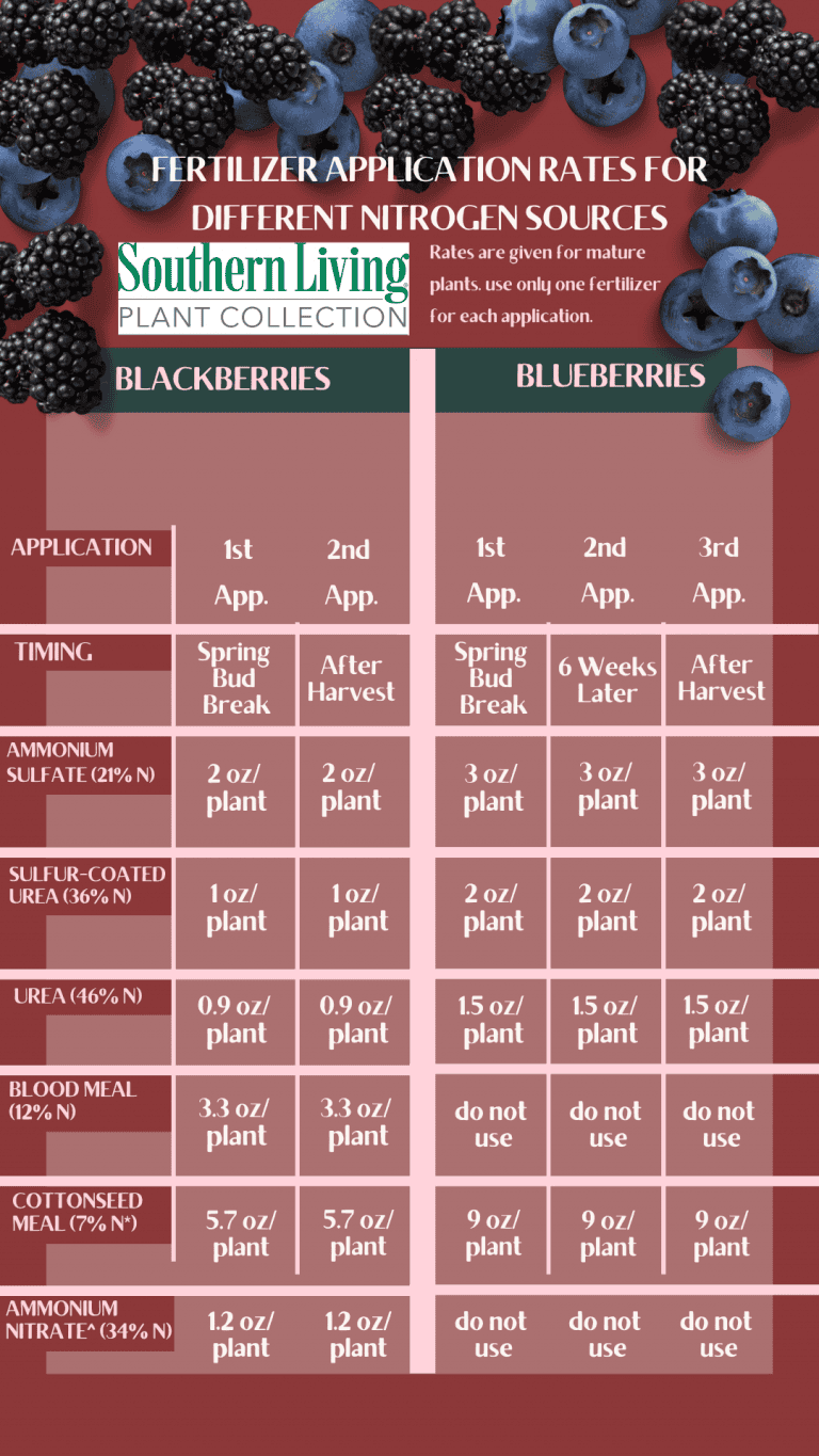 A Tasty Task: Fertilizing Blueberries And Blackberries