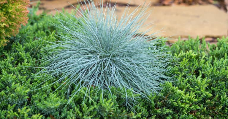 The gray-blue foliage of Beyond Blue Festuca is planted amongst an evergreen groundcover