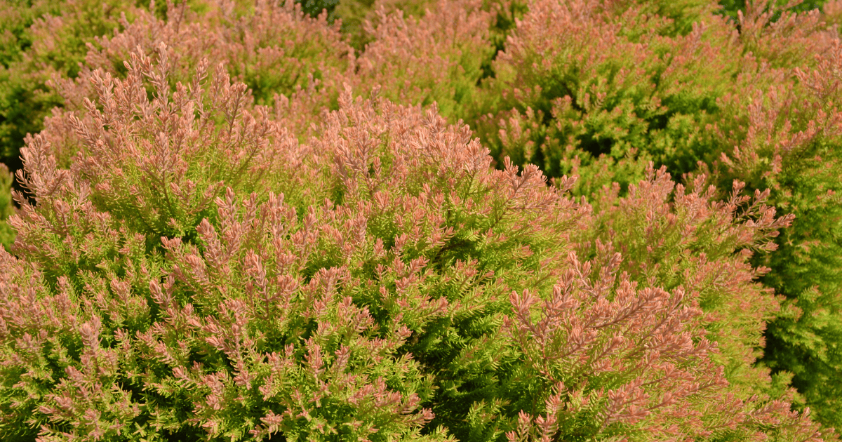Fire Chief™ Arborvitae with soft green foliage and pink-orange new growth in the landscape. **Alt text:** Fire Chief™ Arborvitae with soft green foliage and pink-orange new growth in the landscape.