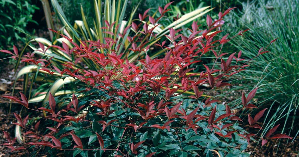 A Flirt™ Nandinas with magnificent red leaves in a garden.