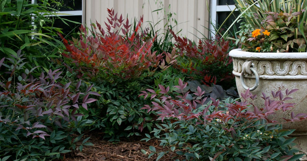 Mixed Southern Living Nandina garden bed against a metal building