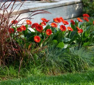 Sweet Love, bright orange daisy shaped flowers with dark wavy green leaves