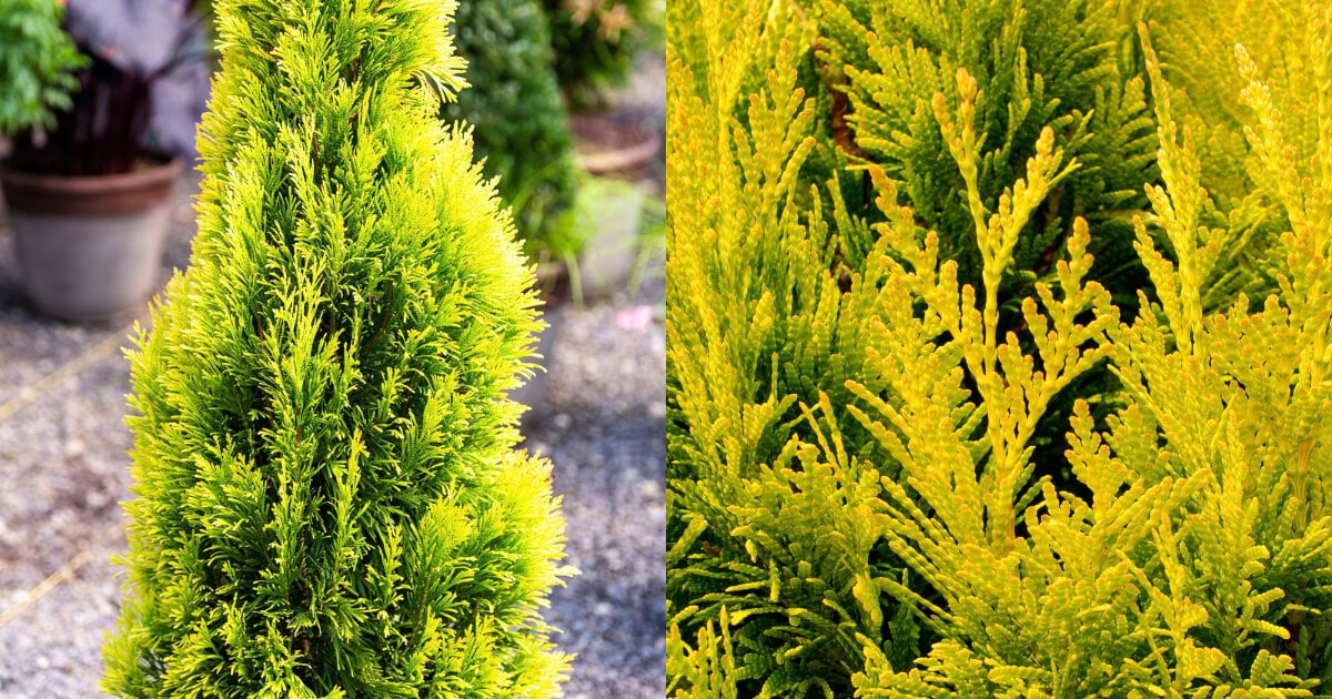 Forever Goldy Arborvitae with upright form and bright golden evergreen foliage.
