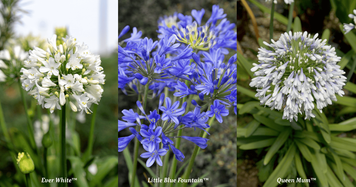 Three side-by-side agapanthus flower photos labeled Ever White, Little Blue Fountain, and Queen Mum, showing white, blue, and white-and-lavender blooms.