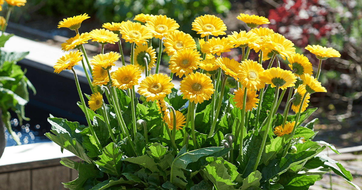 Yellow Garden Jewels Gerbera Daisies blooming in a gray container in a sunny garden.