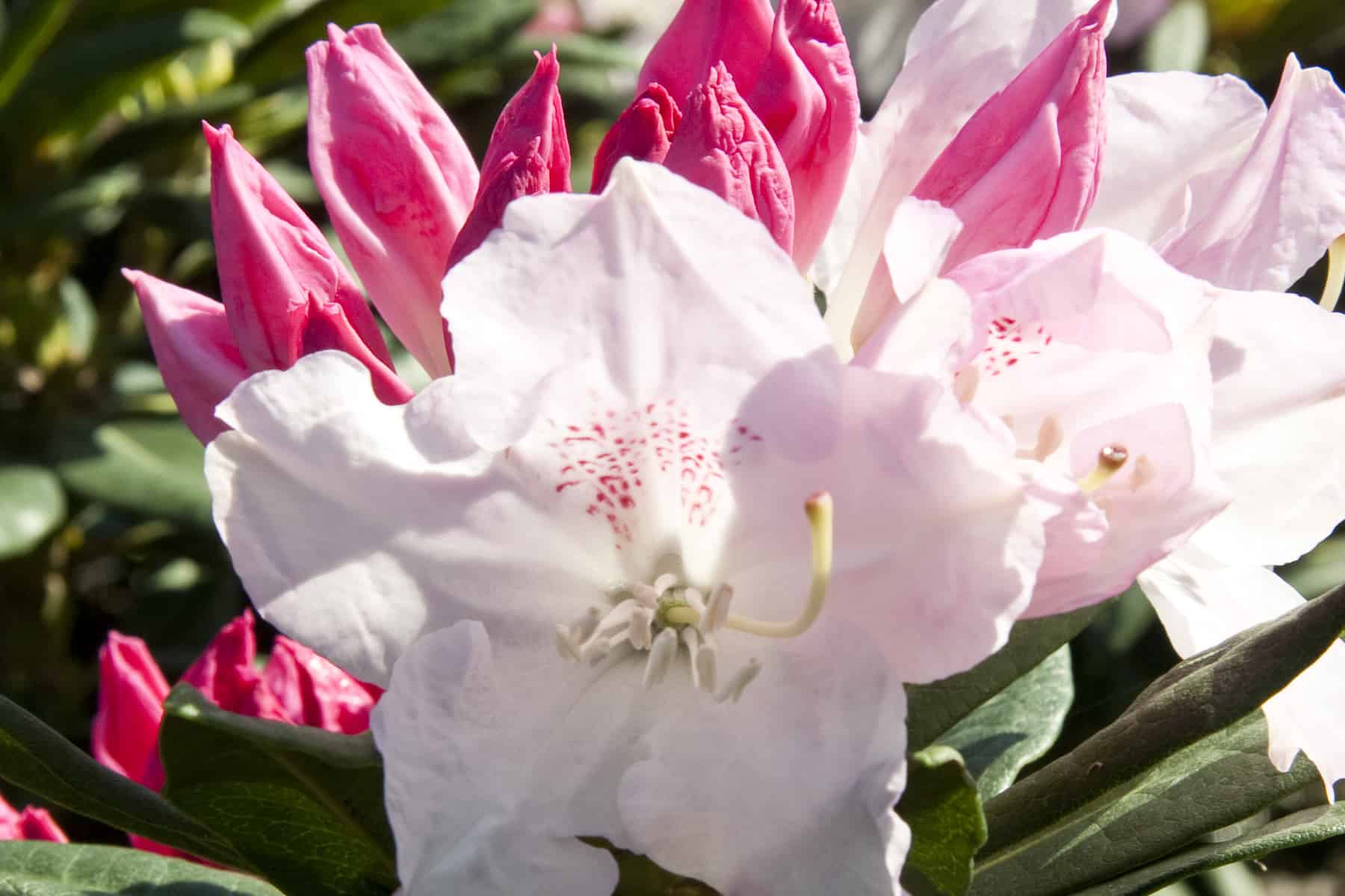 Bright pink flowerbuds with an open Grace Southgate Rhododendron white petals with pink freckles