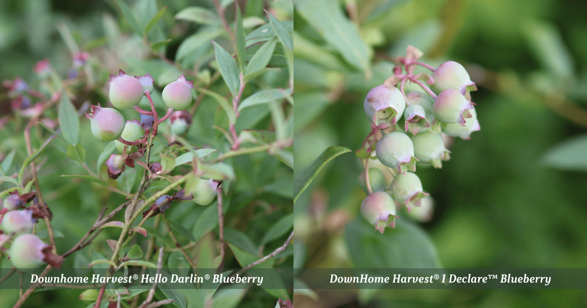 Side-by-side comparison of unripe blueberries on DownHome Harvest® Hello Darlin® and I Declare™ blueberry plants.
