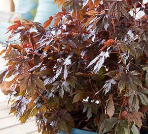 Panama Hibiscus light brown leaves in a blue container