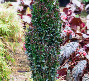 Red Sky Holly, view of upright growth habit and dark green foliage with maroon new growth